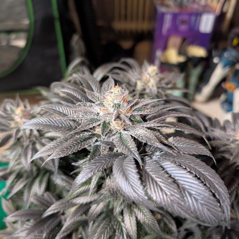 Grow Mix growlog timeline photo