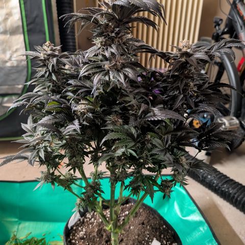 Grow Mix growlog timeline photo