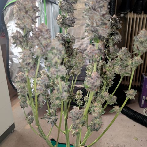 Grow Mix growlog timeline photo