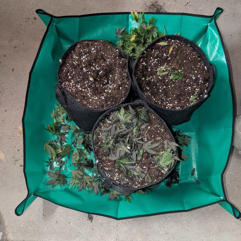 Grow Mix growlog timeline photo