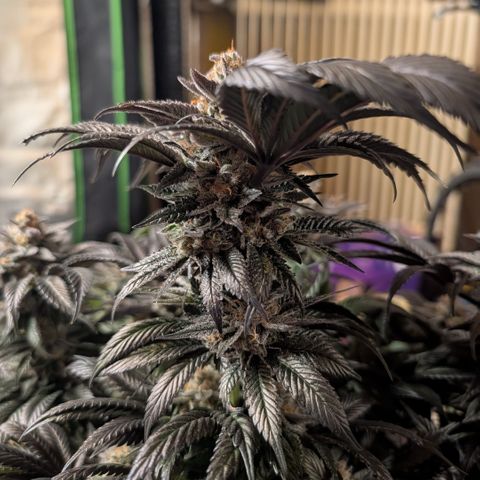 Grow Mix growlog timeline photo