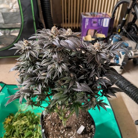 Grow Mix growlog timeline photo