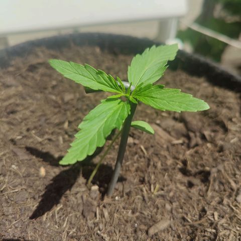 Baby🫶 growlog timeline photo