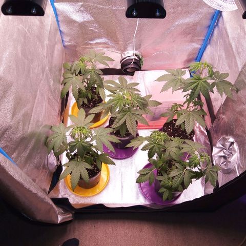 Blueberry 3 growlog photo: Después de riego con Rootproof, 500cm3 por planta