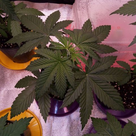 BlueBerry 2 growlog timeline photo