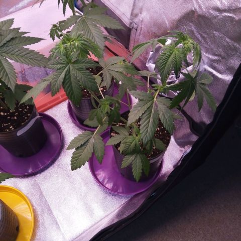 BlueBerry 1 growlog timeline photo