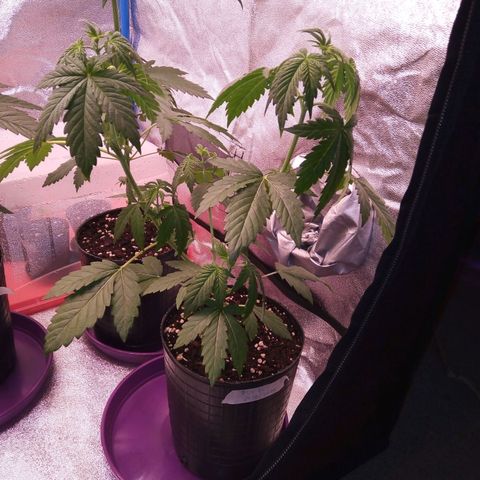 BlueBerry 1 growlog timeline photo