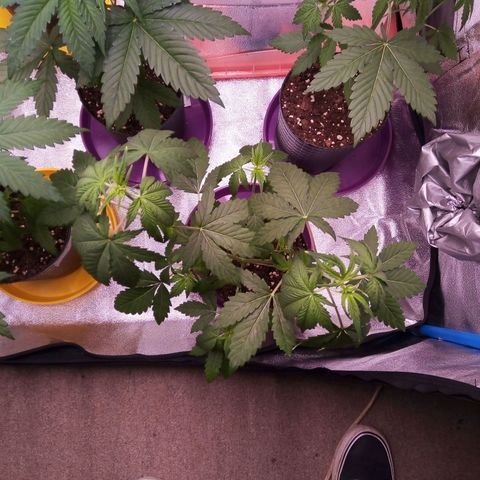 BlueBerry 1 growlog timeline photo