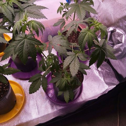 BlueBerry 1 growlog timeline photo