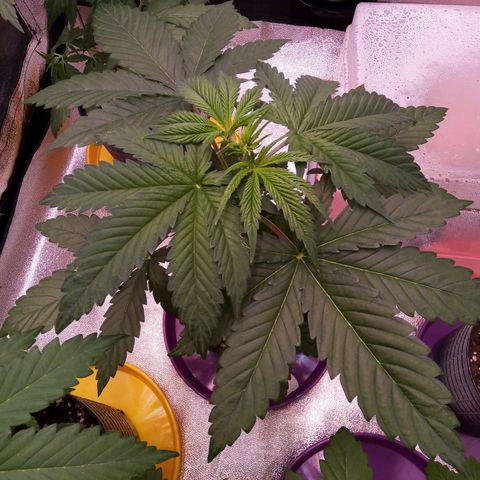 BlueBerry 2 growlog timeline photo