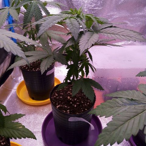 BlueBerry 2 growlog timeline photo