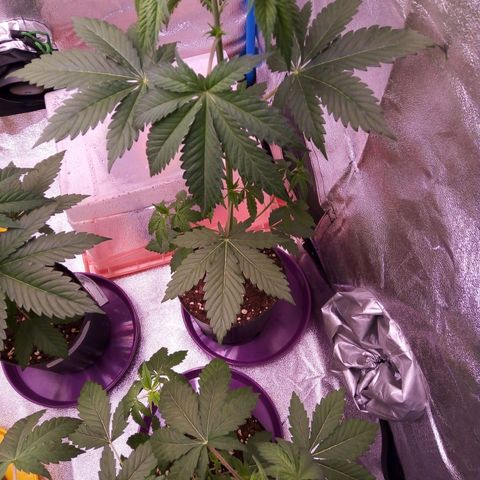 Blueberry 3 growlog timeline photo