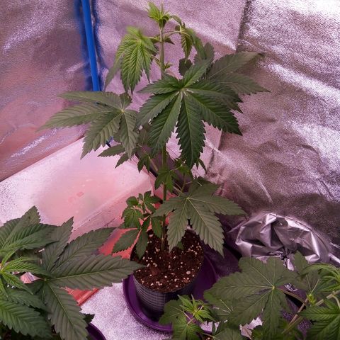 Blueberry 3 growlog timeline photo
