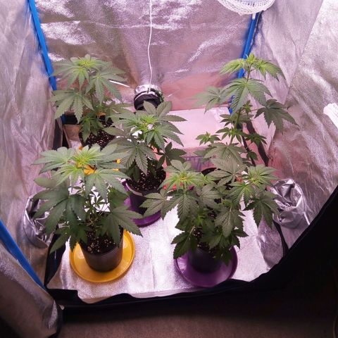 Blueberry 3 growlog photo: Después de Riego con Agua