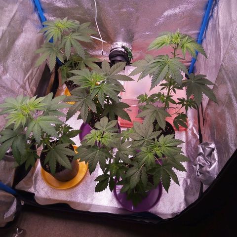 Blueberry 3 growlog timeline photo