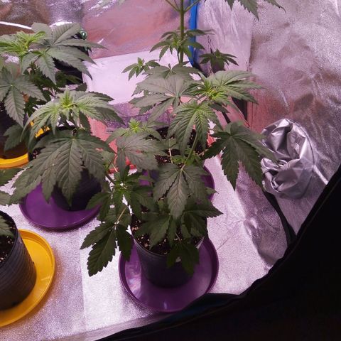 BlueBerry 1 growlog timeline photo