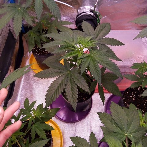 BlueBerry 2 growlog timeline photo