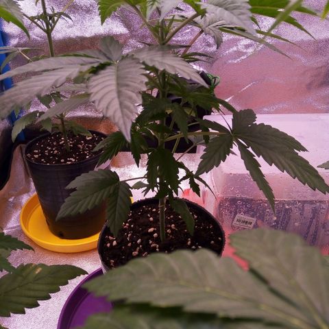BlueBerry 2 growlog timeline photo