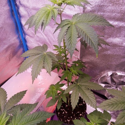 Blueberry 3 growlog timeline photo