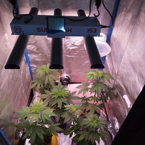 Blueberry 3 growlog photo: Post Riego Micorrizas