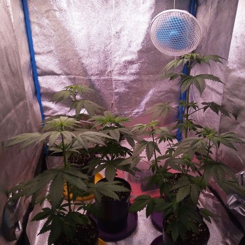 Blueberry 3 growlog timeline photo