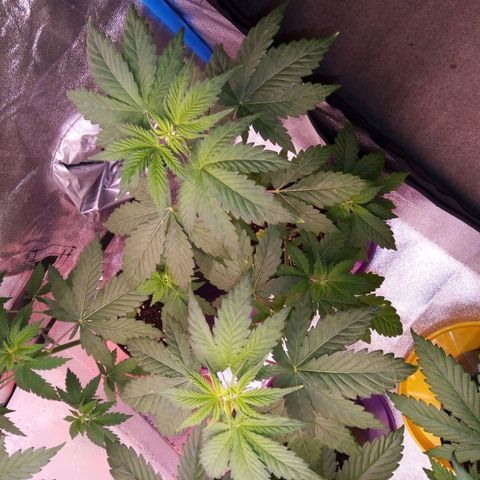 BlueBerry 1 growlog timeline photo