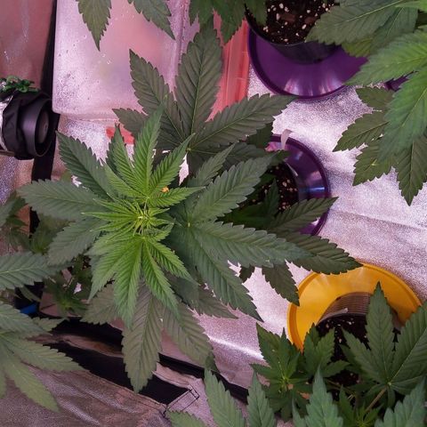 BlueBerry 2 growlog timeline photo