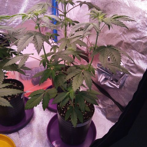BlueBerry 1 growlog timeline photo