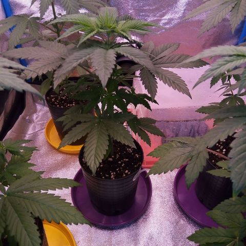 BlueBerry 2 growlog timeline photo