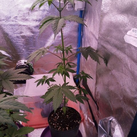 Blueberry 3 growlog timeline photo