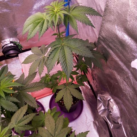Blueberry 3 growlog timeline photo