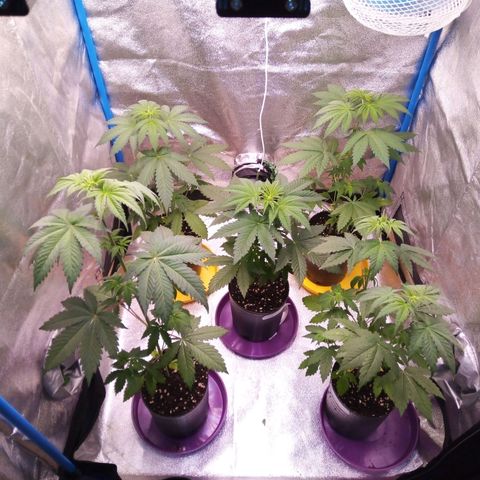 Blueberry 3 growlog timeline photo
