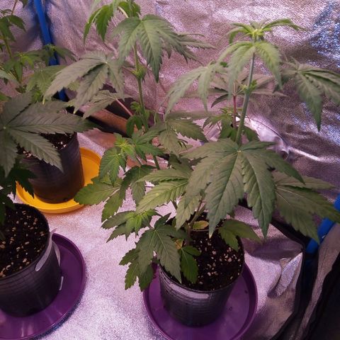 BlueBerry 1 growlog timeline photo
