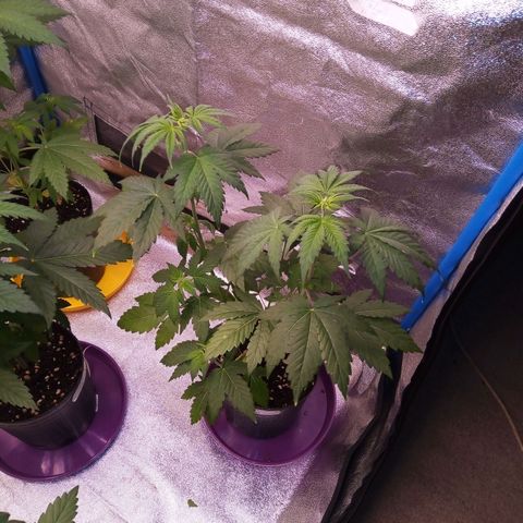 BlueBerry 1 growlog timeline photo