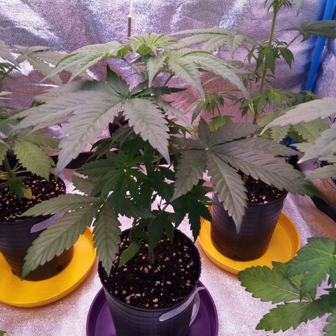 BlueBerry 2 growlog timeline photo