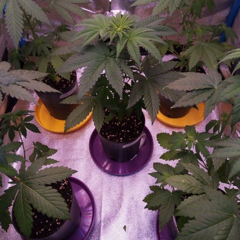 BlueBerry 2 growlog timeline photo