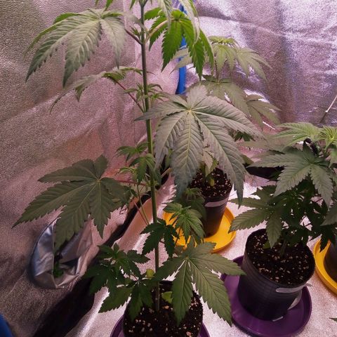 Blueberry 3 growlog timeline photo