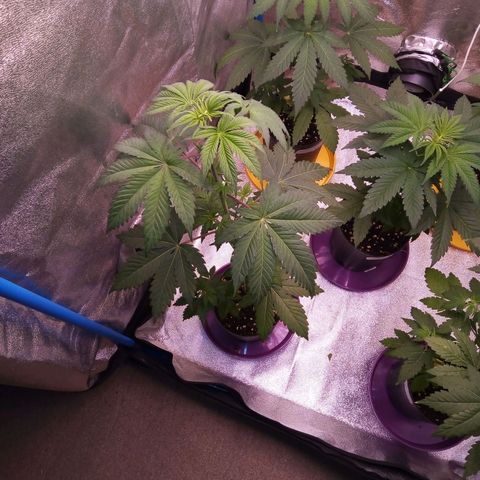 Blueberry 3 growlog timeline photo