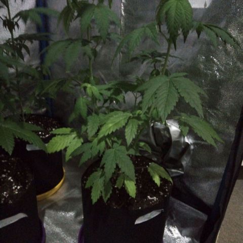 BlueBerry 1 growlog timeline photo