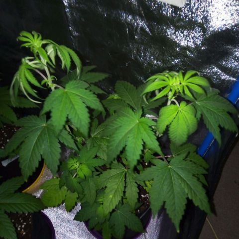 BlueBerry 1 growlog timeline photo