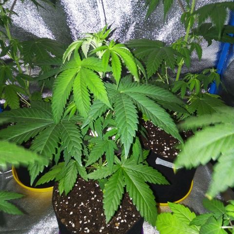 BlueBerry 2 growlog timeline photo