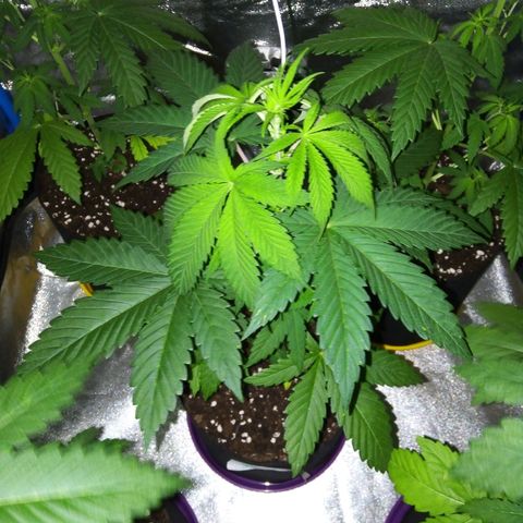 BlueBerry 2 growlog timeline photo