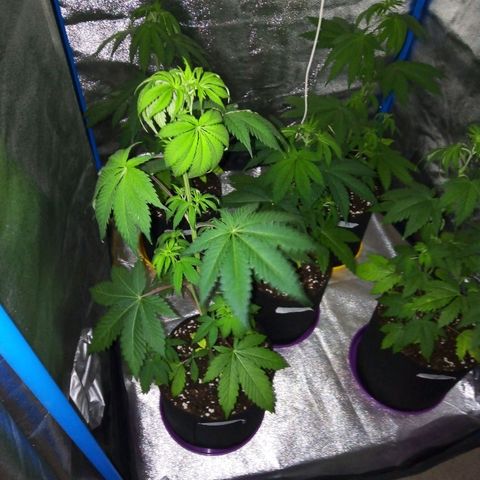 Blueberry 3 growlog timeline photo