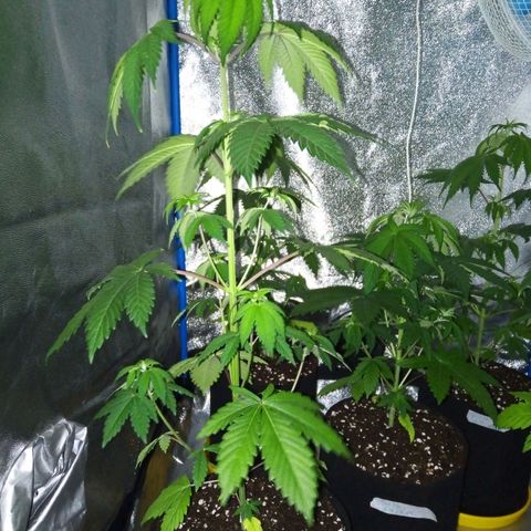 Blueberry 3 growlog timeline photo