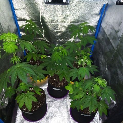 Blueberry 3 growlog photo: Post trasplante 