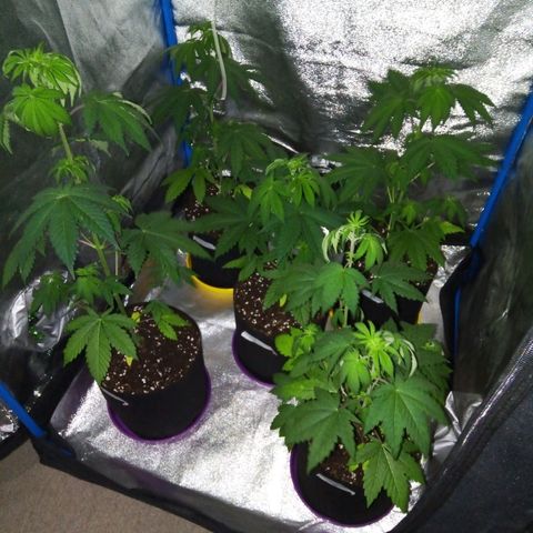 Blueberry 3 growlog timeline photo