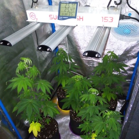 Blueberry 3 growlog photo: Riego con Root al 2% después de 4 días de suspender la dieta... 
