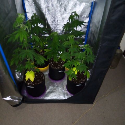 Blueberry 3 growlog photo: Riego con Root al 2% después de 4 días de suspender la dieta... 