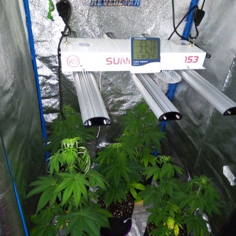Blueberry 3 growlog photo: Riego con Root al 2% después de 4 días de suspender la dieta... 