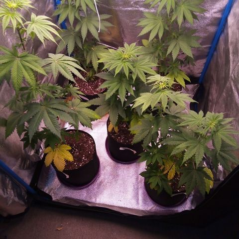 Blueberry 3 growlog photo: Después de 5 días de suspender la dieta solo riego de 500cm3 día por medio 